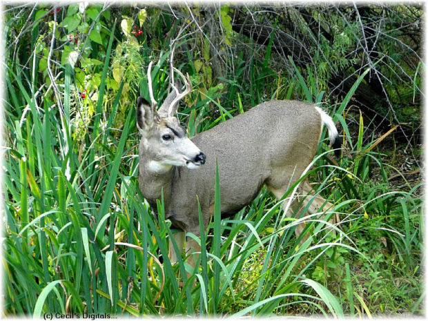 Buck